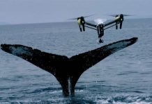 Dàn UAV chuyên săn tìm cá voi