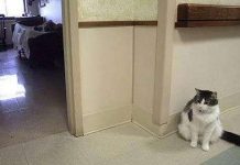 Con mèo có khả năng tiên đoán cái chết Con mèo có khả năng tiên đoán cái chết