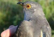 Gắn thiết bị vệ tinh theo dõi chim