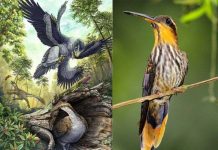 Vì sao loài chim không có răng?