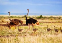 Tại sao thịt đà điểu có màu đỏ?