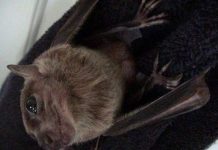 Dơi ăn hoa quả Phi châu là vật chủ trung gian của virus Marburg