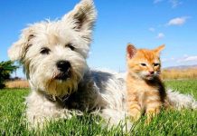 Tại sao chó ghét mèo?