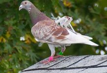 Chim vỗ cánh tạo ra điện năng Chim vỗ cánh tạo ra điện năng