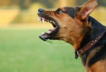 Nếu bạn hung hãn, chó của bạn cũng vậy Nếu bạn hung hãn, chó của bạn cũng vậy