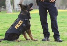 Bạn sẽ choáng khi biết quy trình chặt chẽ để huấn luyện một chú chó cảnh sát