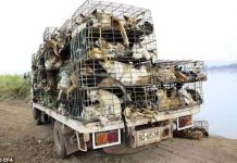 Tiết lộ cực sốc về loại da siêu mềm làm găng tay đánh gôn Tiết lộ cực sốc về loại da siêu mềm làm găng tay đánh gôn