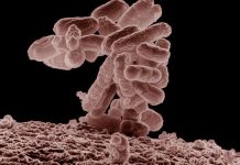 Vi khuẩn hàn kín bê tông