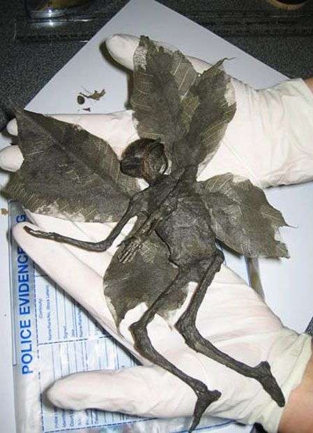 Thực – hư những xác chết người ngoài hành tinh