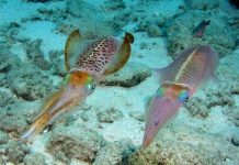 Chế tạo vật liệu ngụy trang lấy cảm hứng từ loài mực