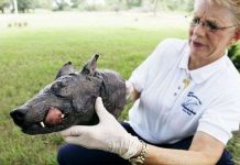 Những bí ẩn ‘chôn vùi’ theo thời gian Những bí ẩn 'chôn vùi' theo thời gian