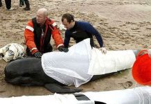 Cá voi chết hàng loạt tại Scotland Cá voi chết hàng loạt tại Scotland