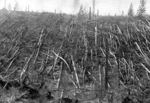 Công bố những bí ẩn về vụ nổ Tunguska