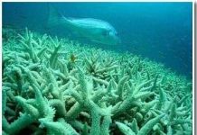 Giữa thế kỷ này, trái đất có thể hết sạch san hô