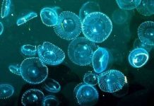 Đột phá công nghệ phát sáng nhân tạo