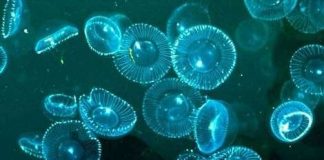 Đột phá công nghệ phát sáng nhân tạo