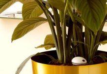 Cảm biến theo dõi cây cảnh