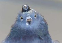 Nghiên cứu chim bay để chế tạo phi công robot Nghiên cứu chim bay để chế tạo phi công robot