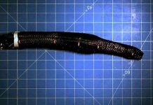 Mỹ - Hàn Quốc: Phát triển sâu robot làm do thám