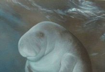 Ngày 9/1: Columbus tưởng nhầm lợn biển là nàng tiên cá