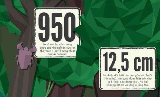 50 sự thật về rừng nhiệt đới