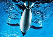 Robot bơi dưới nước, bay trong không khí