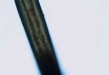 Thêm chứng cứ về quái vật nửa người nửa thú