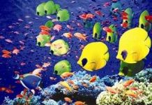 Tại sao cá biển có nhiều màu sắc hơn cá sông?