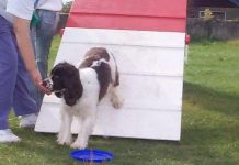 Huấn luyện chó như thế nào?