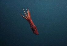 Đồng giới ở mực biển Đồng giới ở mực biển