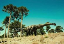 Nguồn gốc kích thước khổng lồ của khủng long