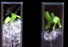 Đất trong suốt như thủy tinh