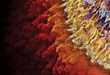 Ai sẽ thống trị Trái đất trong tương lai?