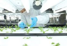 Toshiba thử nghiệm rau sạch không cần rửa trước khi ăn