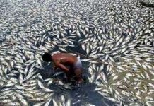 “Vùng chết” tái xuất hiện ở Mỹ