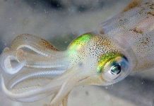 Mắt người và mắt mực có quá trình tiến hóa giống nhau