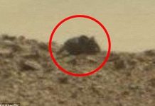 Dân mạng bàn tán ảnh “chuột khổng lồ” trên sao Hỏa Dân mạng bàn tán ảnh "chuột khổng lồ" trên sao Hỏa