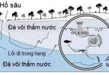 Phát hiện dạng sống kỳ dị, ăn khí độc trong hang ngập nước ở Mexico