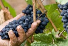 Nông dân máy sẽ làm việc trên cánh đồng