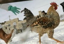 Trung Quốc phát triển công nghệ nhận dạng khuôn mặt cho gà