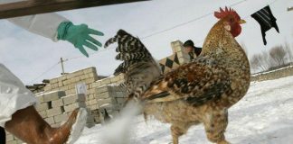 Trung Quốc phát triển công nghệ nhận dạng khuôn mặt cho gà