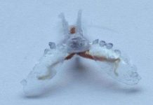 Robot thám hiểm mềm dẻo như loài sên biển