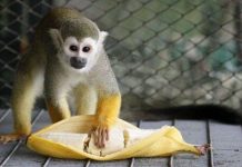 Khỉ có hay ăn chuối không?