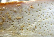 Đặc sản pho mát thối đầy giòi của Italy