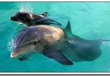 Bí quyết khiến cá heo lặn sâu mà không ngất Bí quyết khiến cá heo lặn sâu mà không ngất
