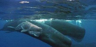 Cá nhà táng hợp tác với nhau để trông con