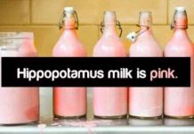 Những điều mà bạn không thể tin nổi là sự thật