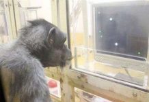 Tinh tinh "tinh ranh"