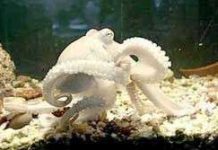 Bạch tuộc có “khuỷu tay”