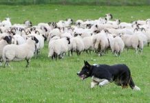 Vòng cổ giúp cừu chống chó sói